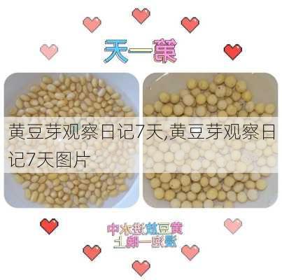 黄豆芽观察日记7天,黄豆芽观察日记7天图片-第2张图片-二喜范文网