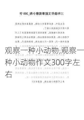 观察一种小动物,观察一种小动物作文300字左右-第1张图片-二喜范文网