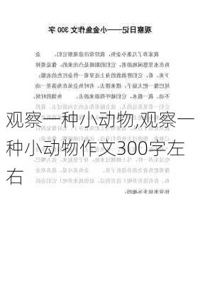 观察一种小动物,观察一种小动物作文300字左右-第2张图片-二喜范文网