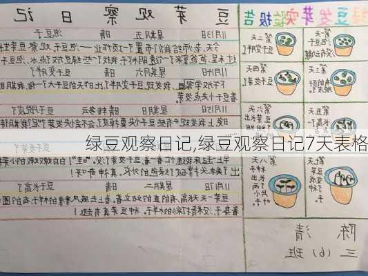 绿豆观察日记,绿豆观察日记7天表格-第1张图片-二喜范文网