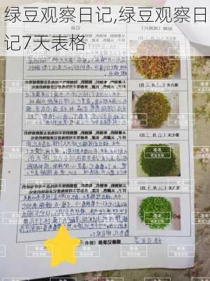 绿豆观察日记,绿豆观察日记7天表格-第3张图片-二喜范文网