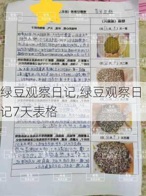 绿豆观察日记,绿豆观察日记7天表格-第2张图片-二喜范文网