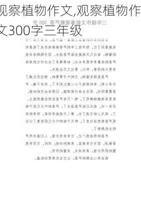 观察植物作文,观察植物作文300字三年级-第1张图片-二喜范文网