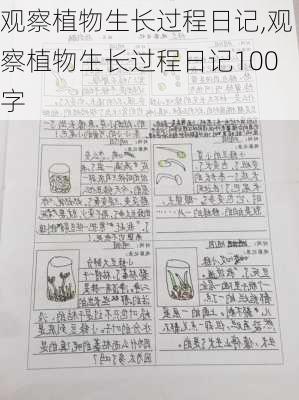 观察植物生长过程日记,观察植物生长过程日记100字-第3张图片-二喜范文网