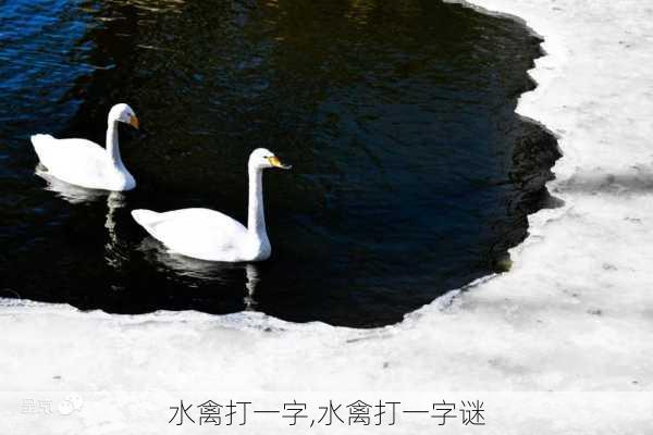 水禽打一字,水禽打一字谜