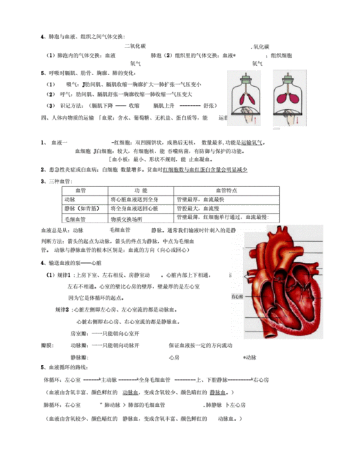 初一下册生物知识点,初一下册生物知识点总结归纳-第2张图片-二喜范文网